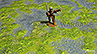 Battlemat (118) "Swamp"