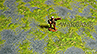 Battlemat (118) "Swamp"
